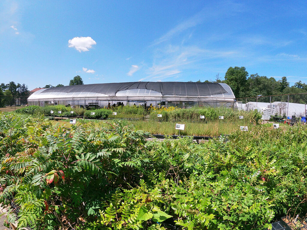 Long Island Native Plant Initiative nursery