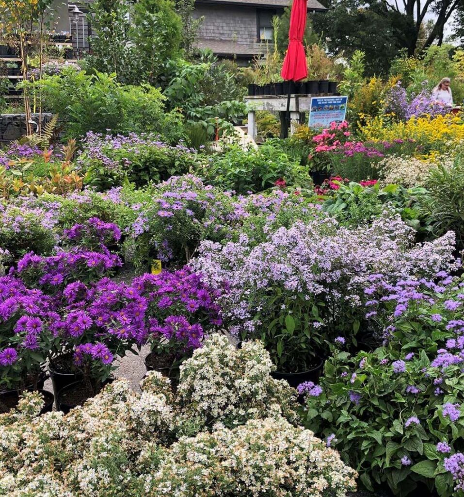Redbud Nursery in PA grows native plants like this array of purple flowers.