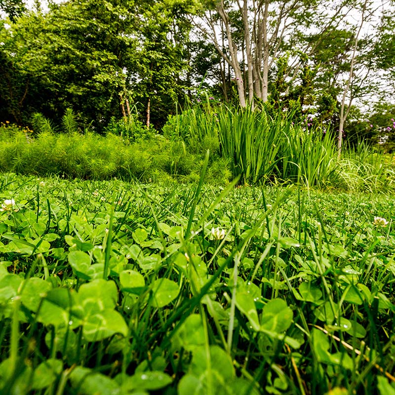 Clover lawn taken by Philippe Cheng