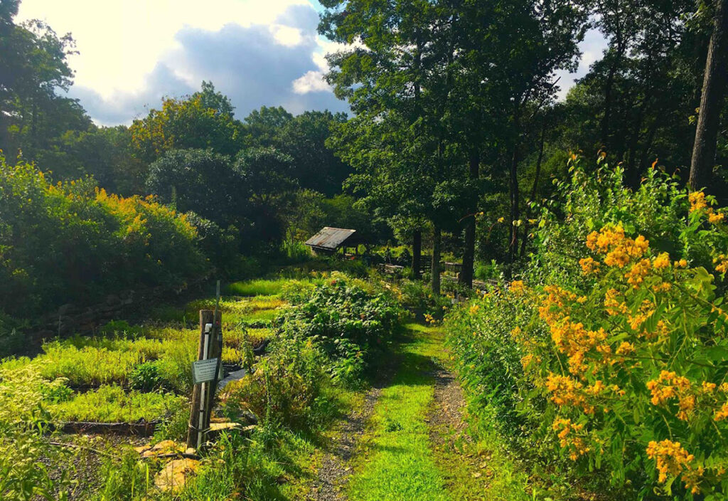 Earthtones Nursery in Connecticut with yellow flowers and potted seedlings
