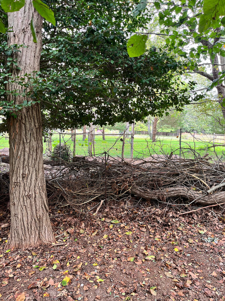 Dead tree hedge