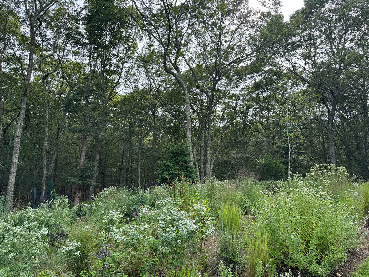 Meadow filled with native plants and white flowers