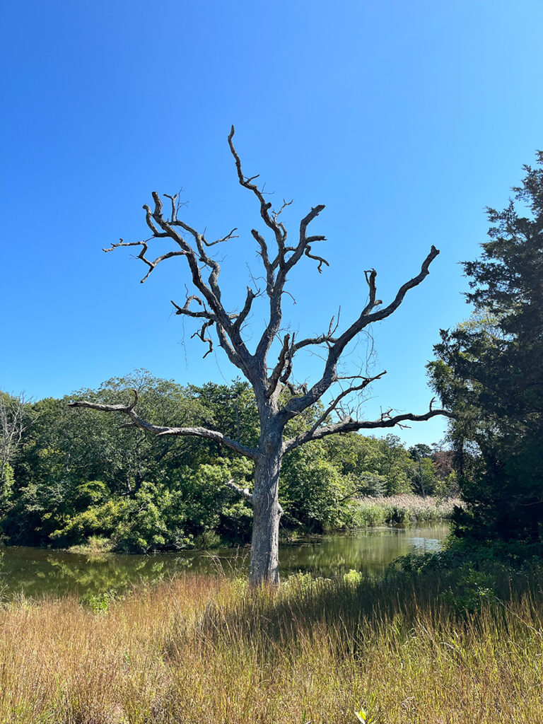 Tree snag at Georgica Pond Preserve