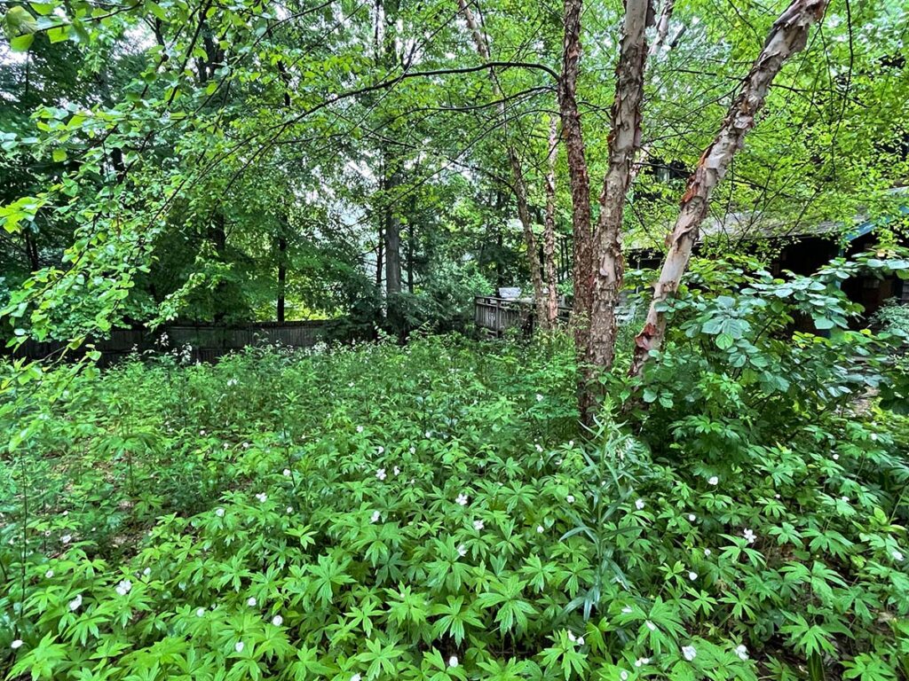 native geranium soft landing planted beneath a native river birch tree.