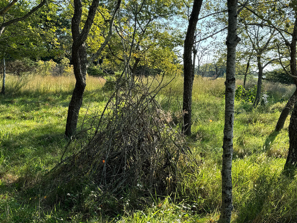 A "wren tent" made from fallen cherry tree branches