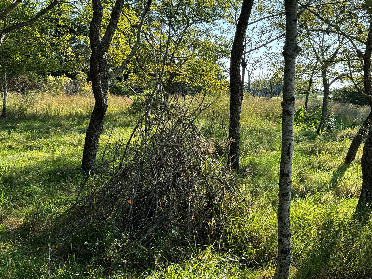 A "wren tent" made from fallen cherry tree branches