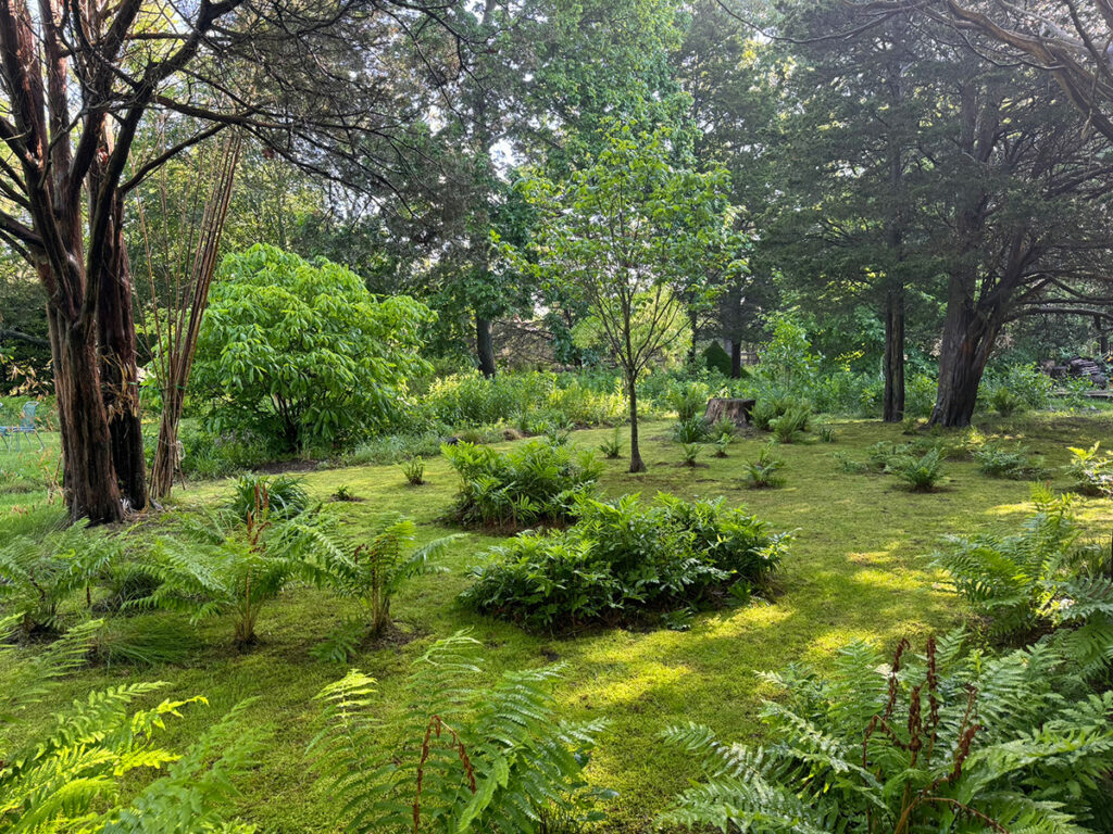 Moss garden with native ferns and trees