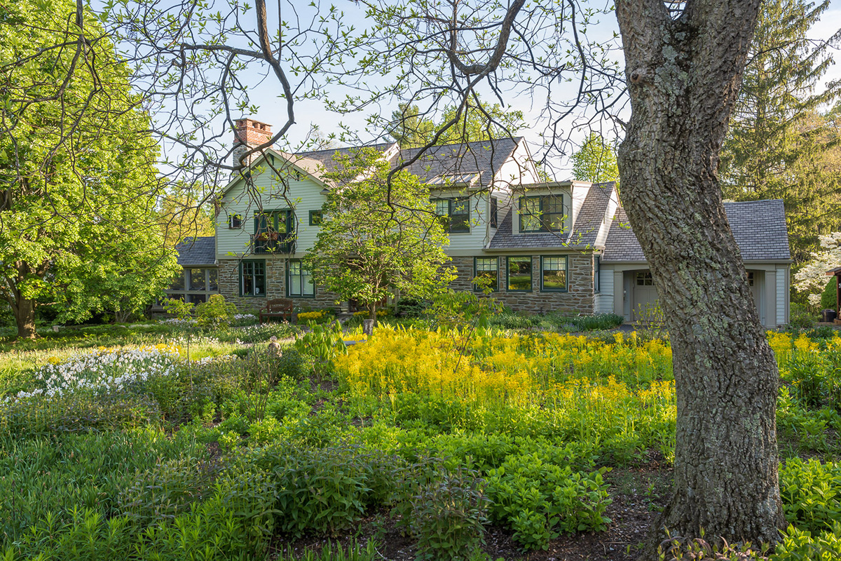 At this Philadelphia-area garden designed by Phyto Studio, a matrix of plants, including yellow Packera aurea, replaces a traditional front lawn.