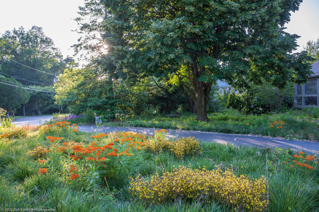 A garden designed by Phyto Studio with orange native butterfly weed (Asclepias tuberosa) and ‘Burgundy Mist’ lanceleaf loosestrife (Lysimachia lanceolata ‘Burgundy Mist’) nestled into a dense carpet of ‘Goldtau’ tufted hairgrass (Deschampsia cespitosa ‘Goldtau’).