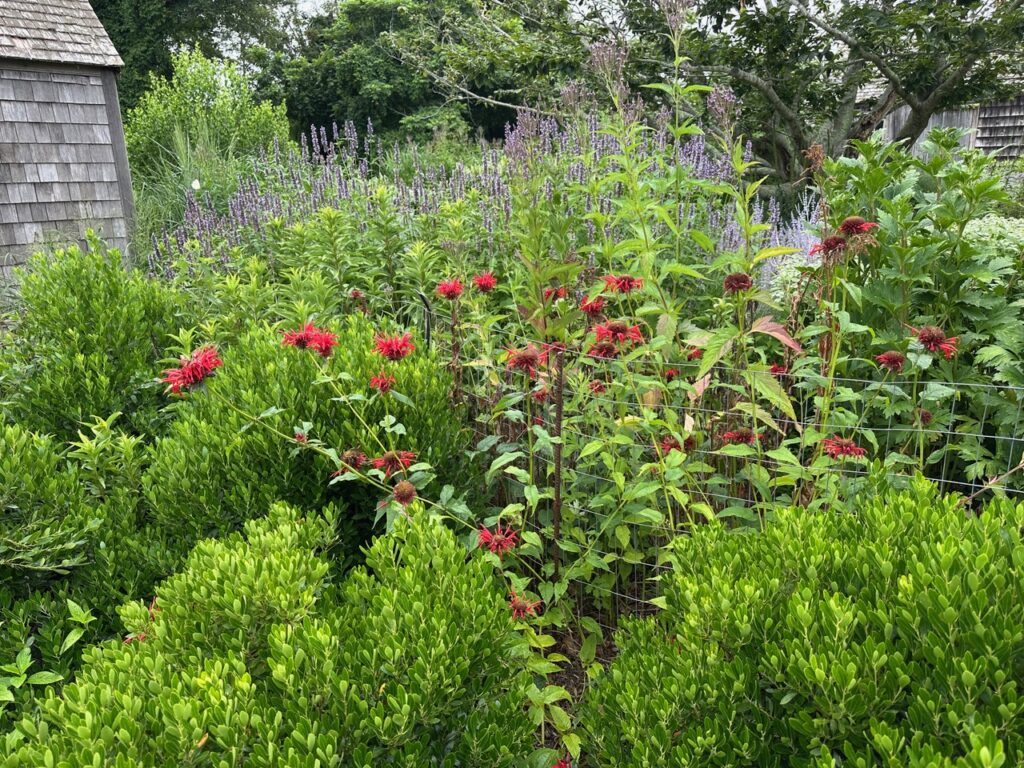 Change Hampton Pollinator garden in East Hampton with Ilex glabra shrubs and red Monarda didyma.