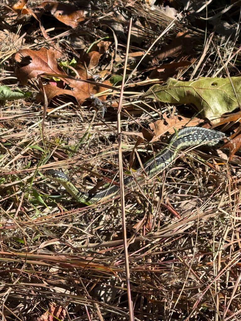 Snake at Georgica Pond Preserve