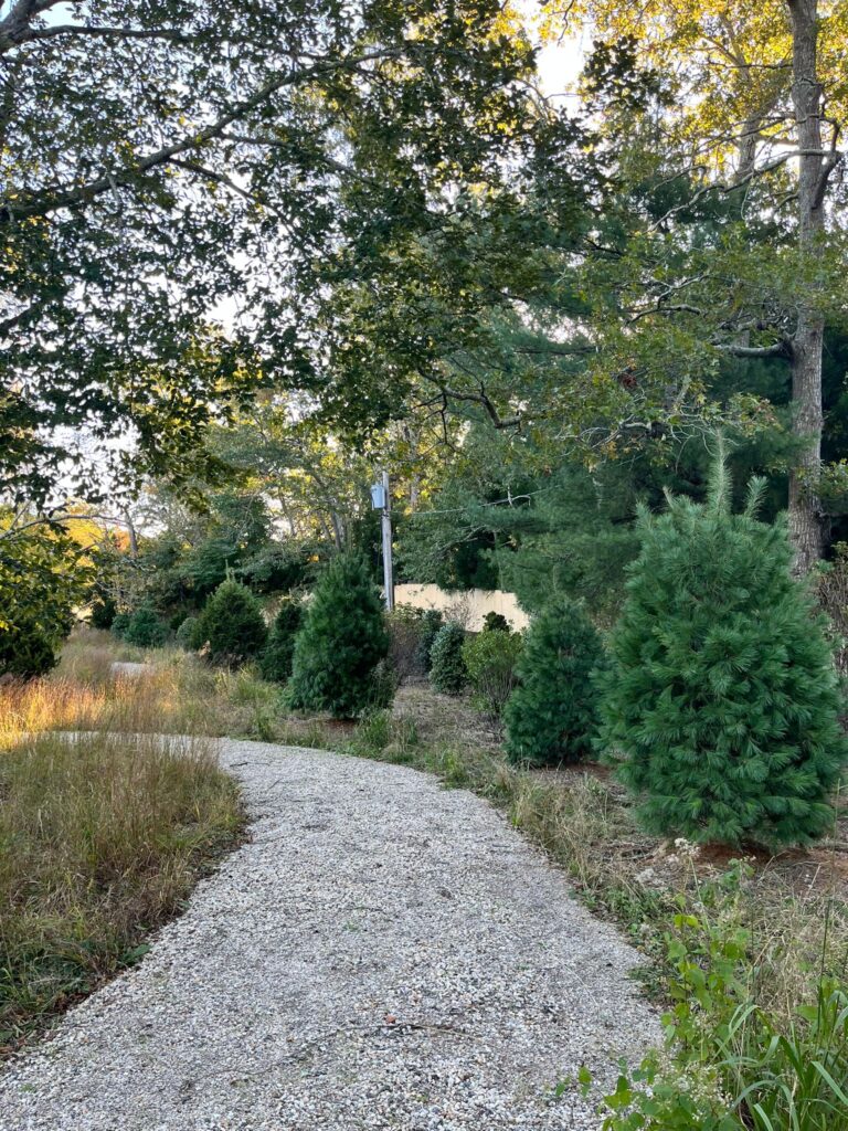 New plantings at the Georgica Pond Preserve