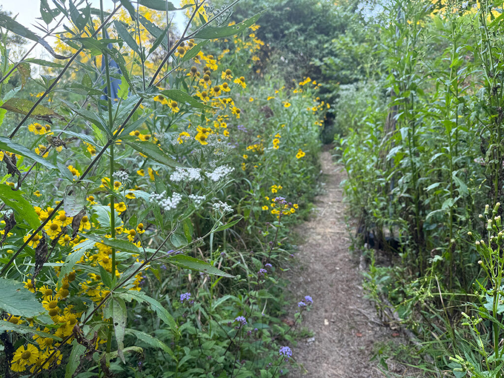 Common sneezeweed (Helenium autumnale), blue mistflower (Conoclinium coelestinum), late boneset (Eupatorium serotinum), and American burnweed (Erechtites hieraciifolius) line a path traversed by deer.