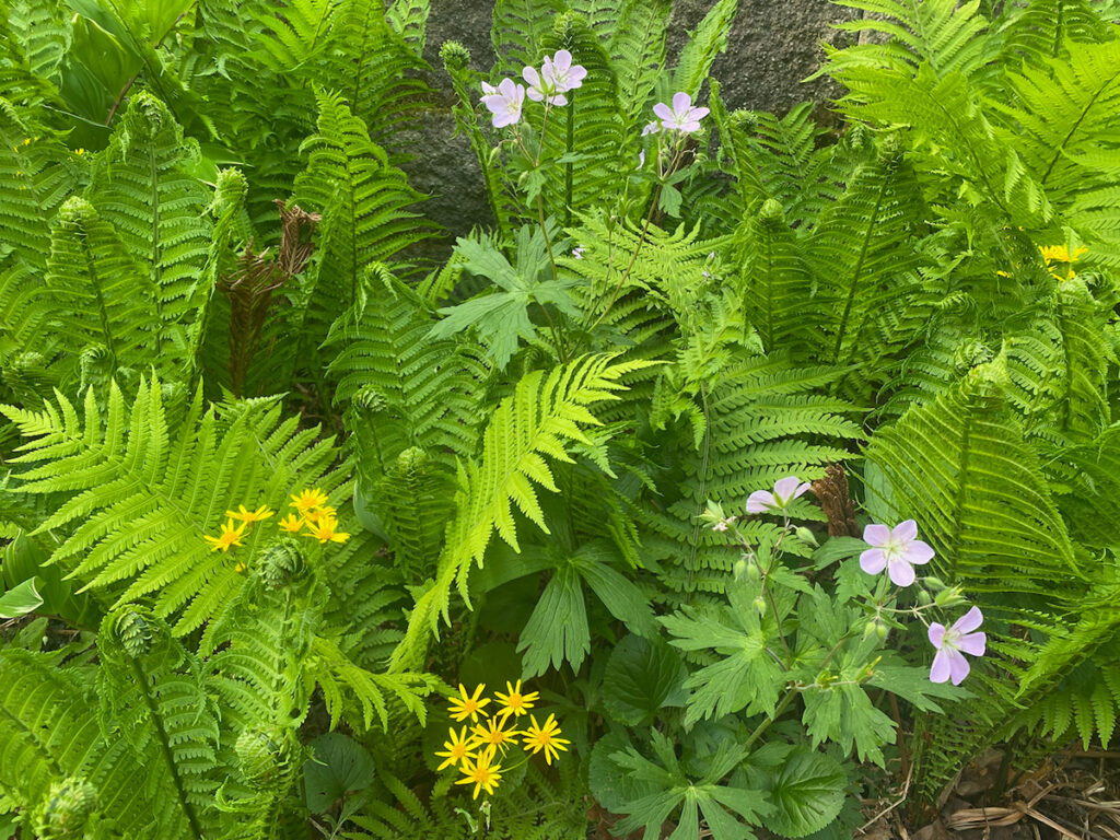 Resilient ostrich ferns (Matteuccia struthiopteris) and golden ragwort (Packera aurea) protect pale pink wild geranium.