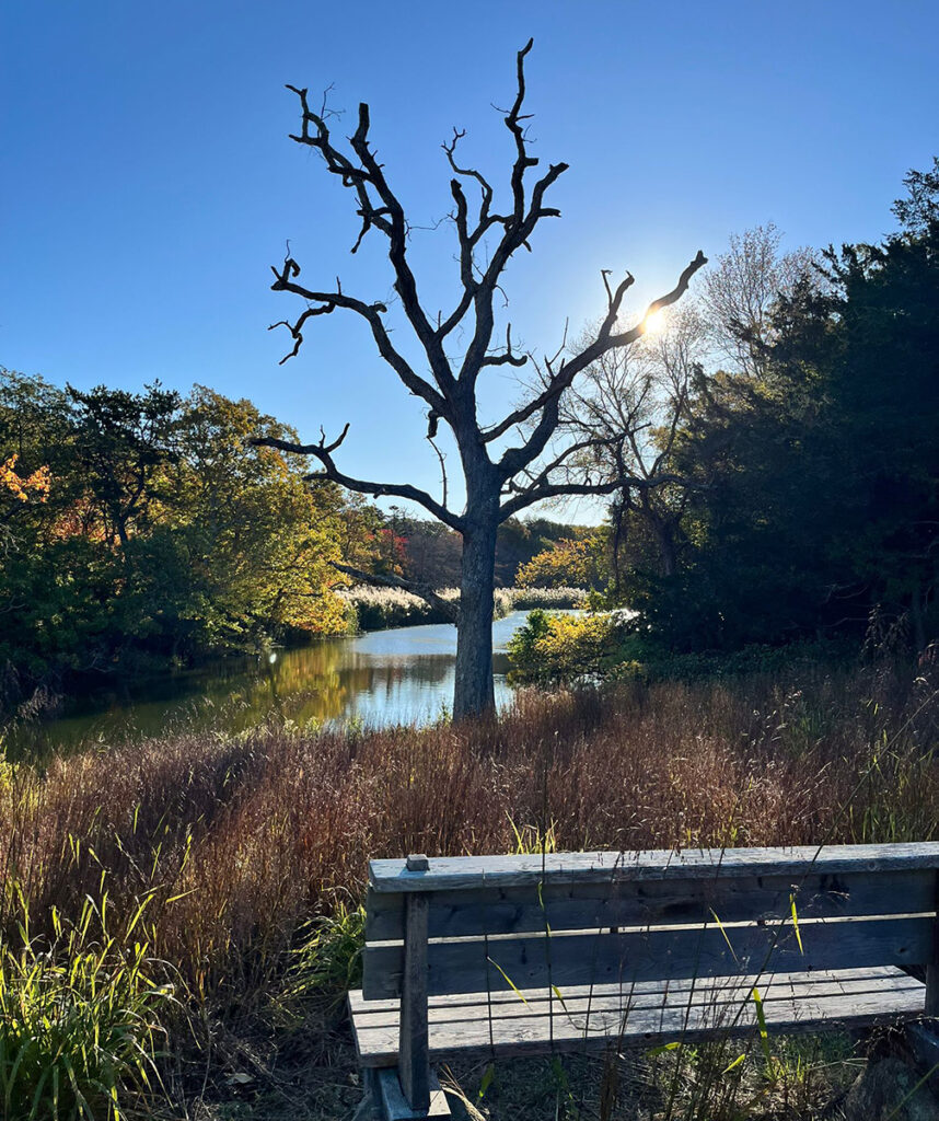 tree snag silhouetted as the sun sets on the newly restored Georgica Pond Preserve