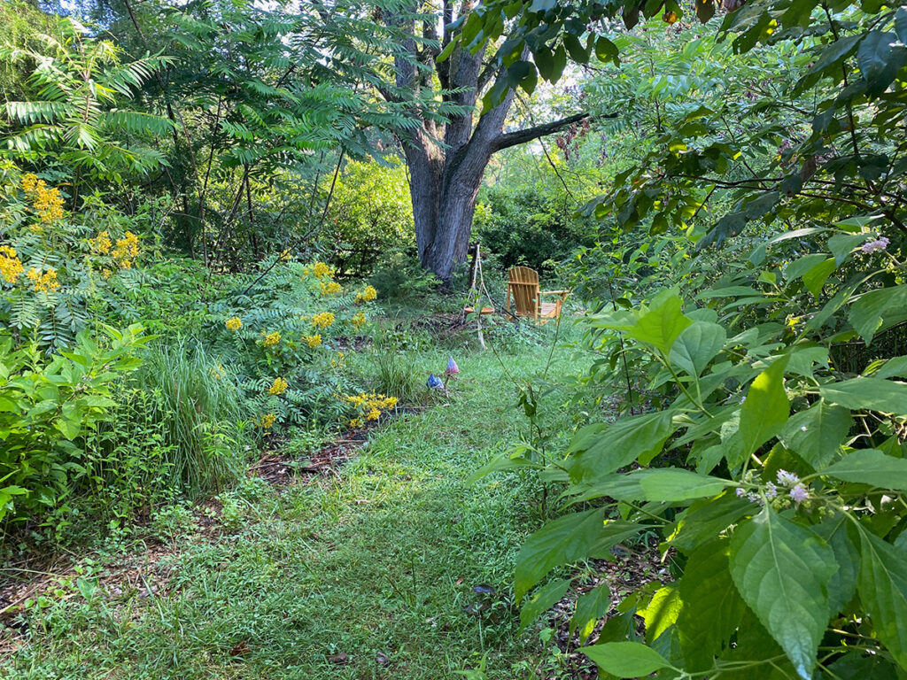 Yellow-flowered senna grows along a path with a tall tree and a wooden chair in the distance.