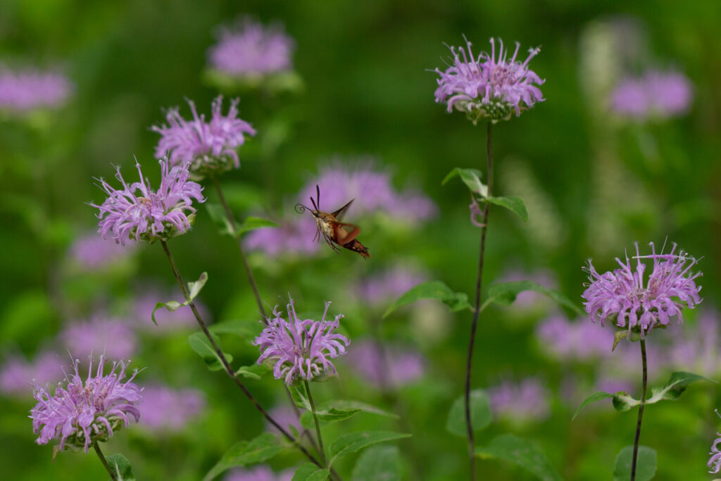 A hummingbird clearwing moth flying towards lilac-colored wild begamot (Monarda fistulosa).
