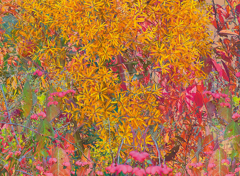 a colorful collage of native plants