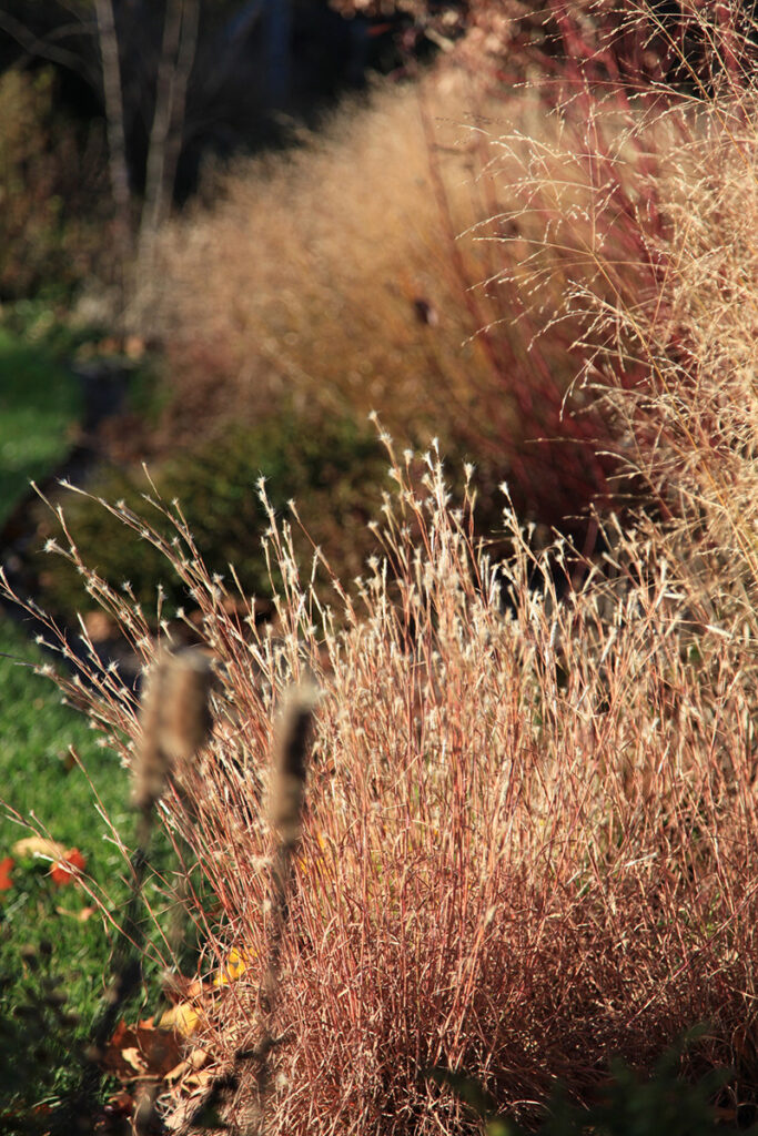 he seedheads of the grass Andropogon ternarius ‘Black Mountain’ almost glow in the winter light along with the red branches of the red-twig dogwood (Cornus sericea) & ‘Shenandoah’ switchgrass (Panicum virgatum) in the background and dense blazing star (Liatris spicata) in foreground.