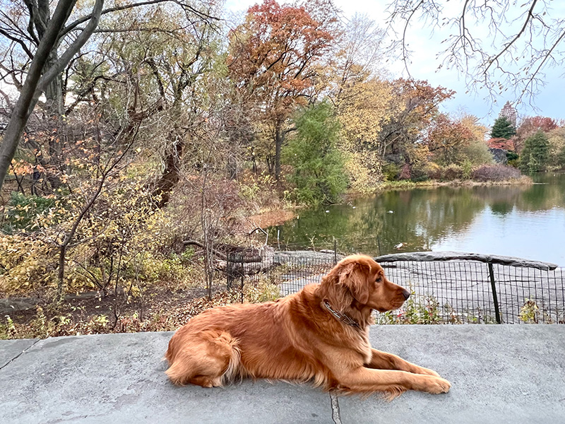 A dog rests peacefully overlooking Turtle Pond in NYC's Central Park in autumn.