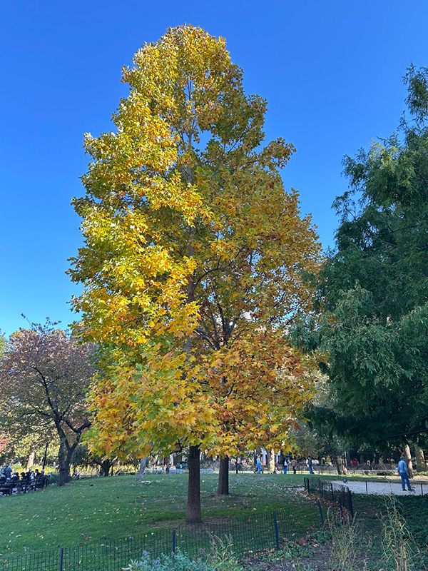 A native tulip tree features golden yellow leaves in autumn.