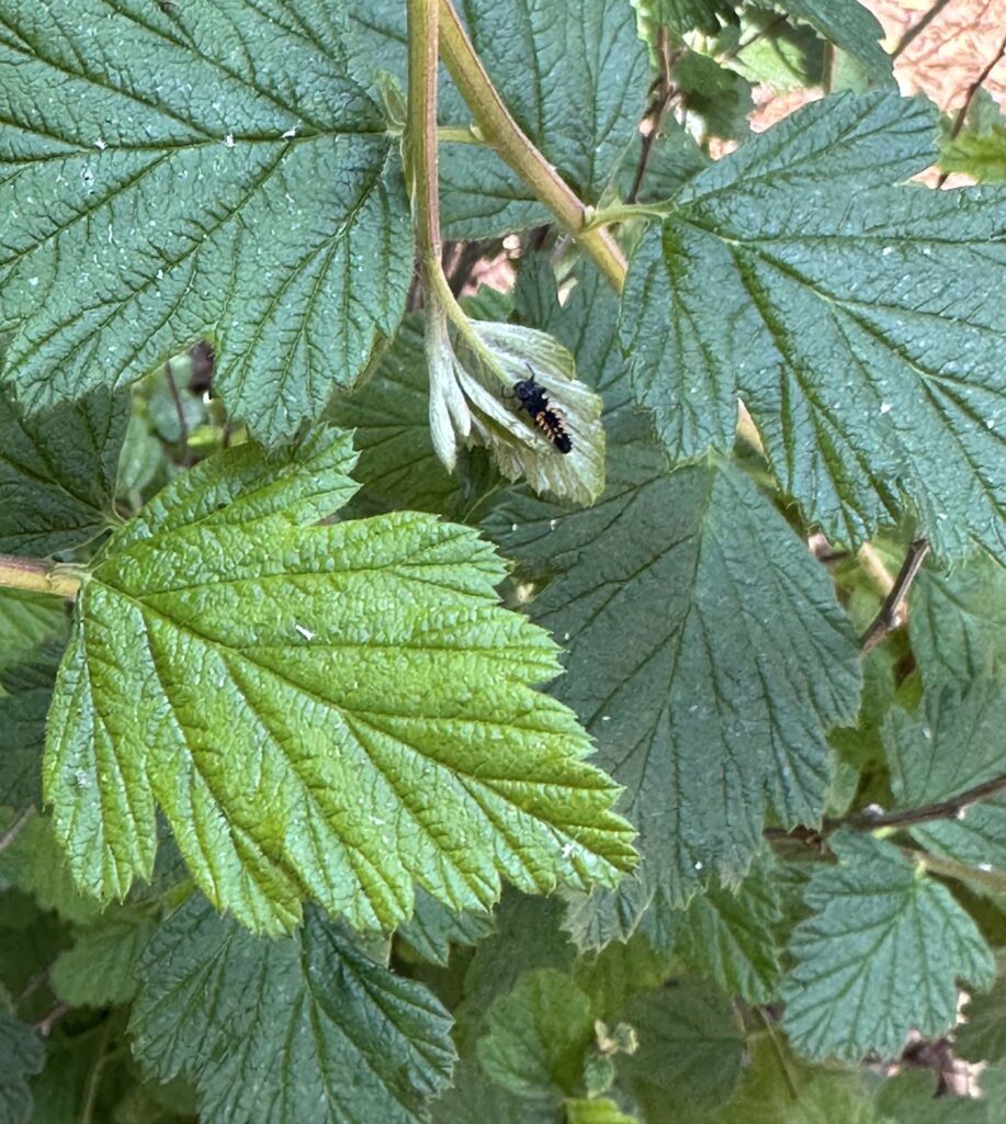 ladybug larvae sitting on the leaf of an green ocean spray shrub