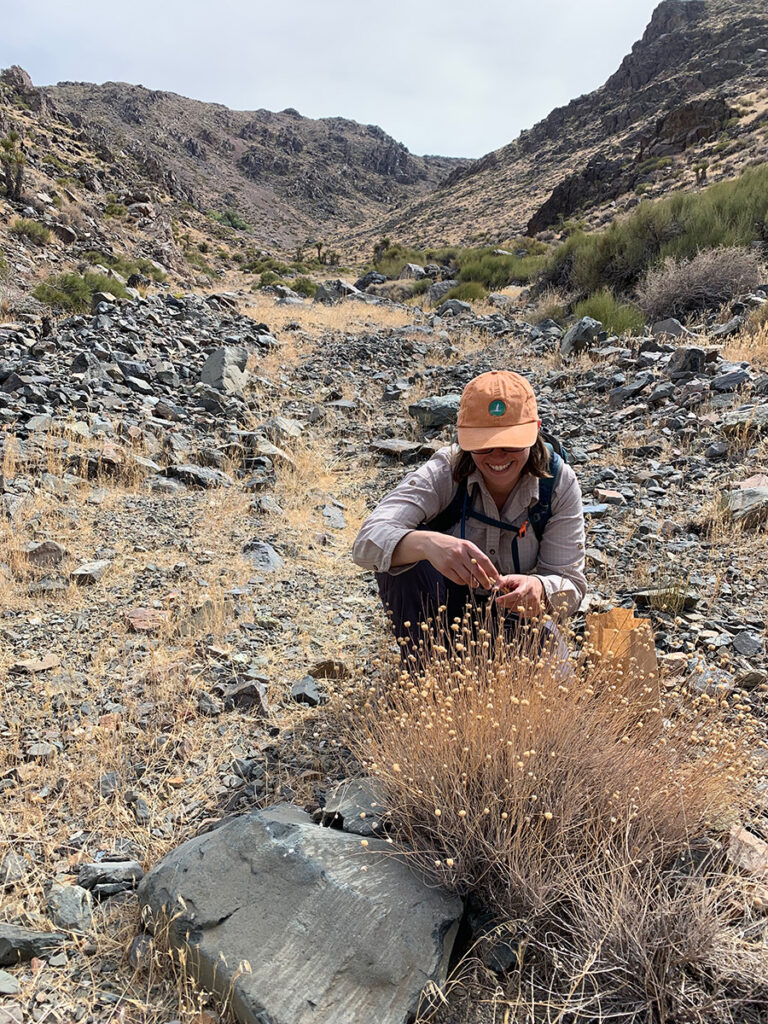 A scientist in an orange hat is collecting rare native seeds of Boyd's monardella.