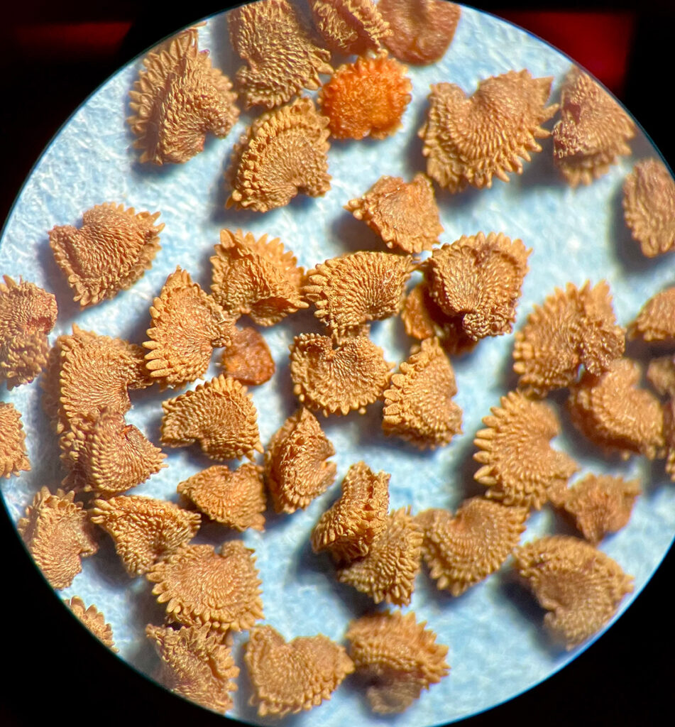 An upclose look at Krantz's Catchfly seeds.