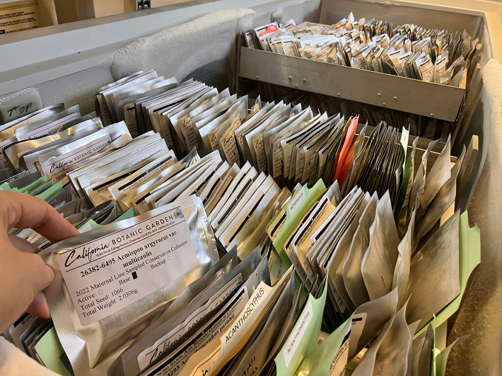 A freezer full of native seeds in the California Botanic Garden's Native Seed Bank.
