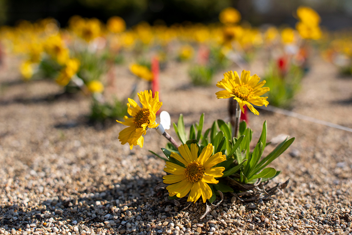 The yellow-flowered lakeside daisy (Tetraneuris herbacea) is a federally threatened species.