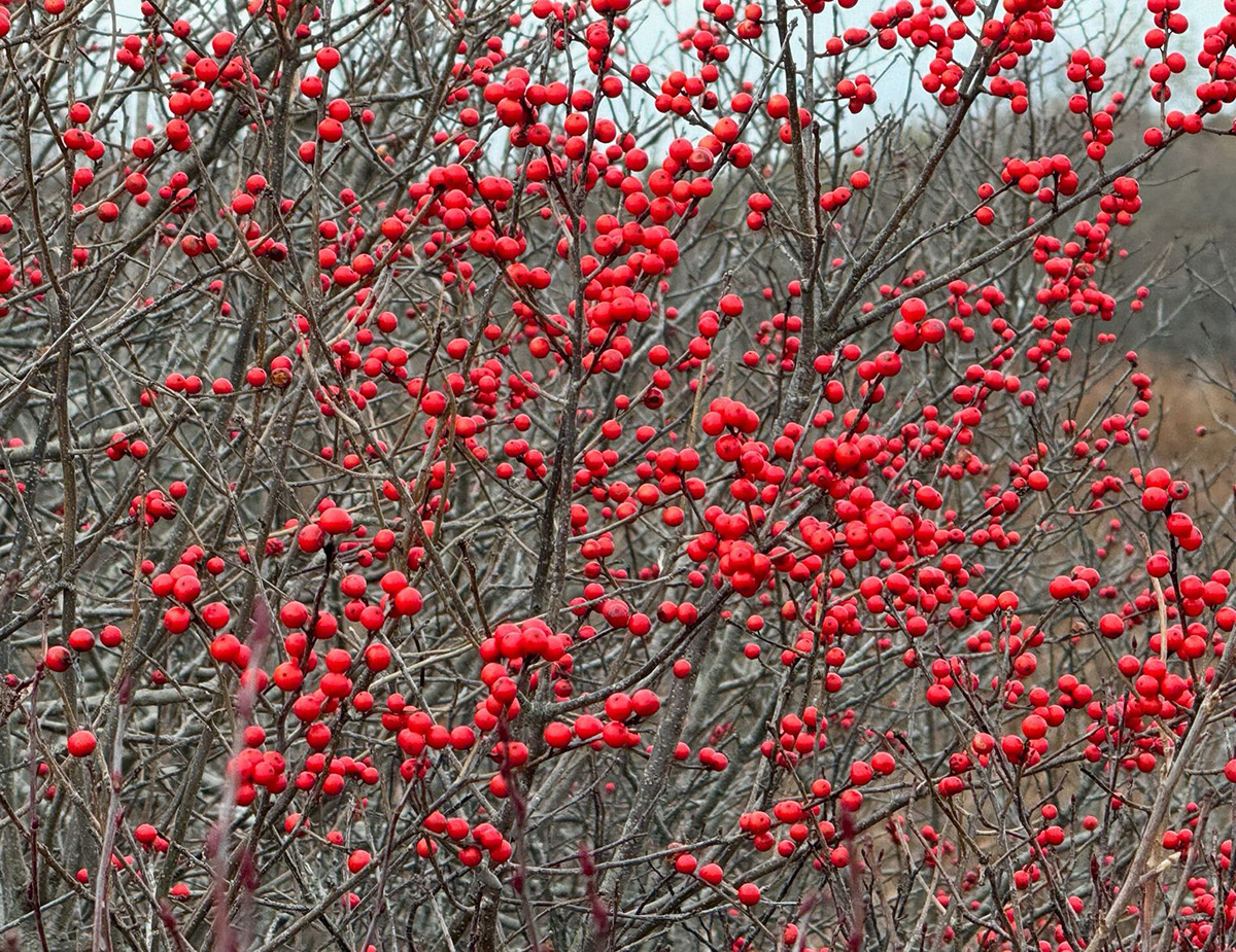 Red winterberry fruiting
