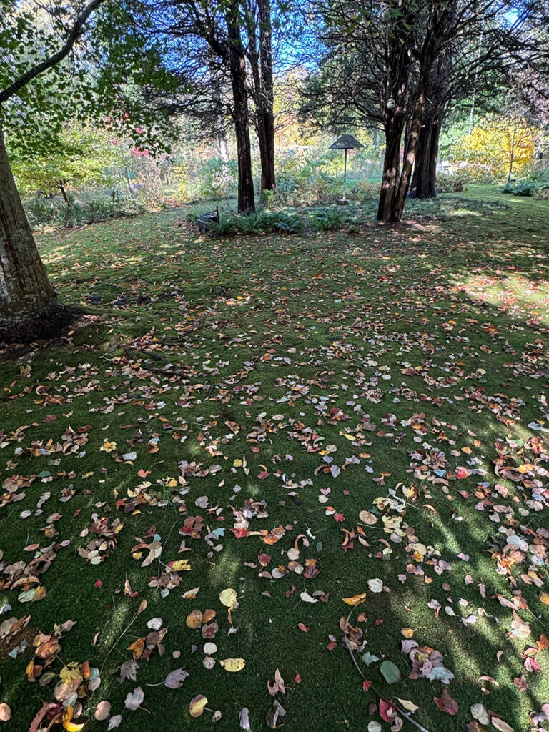 fallen leaves on moss in a nature-based garden