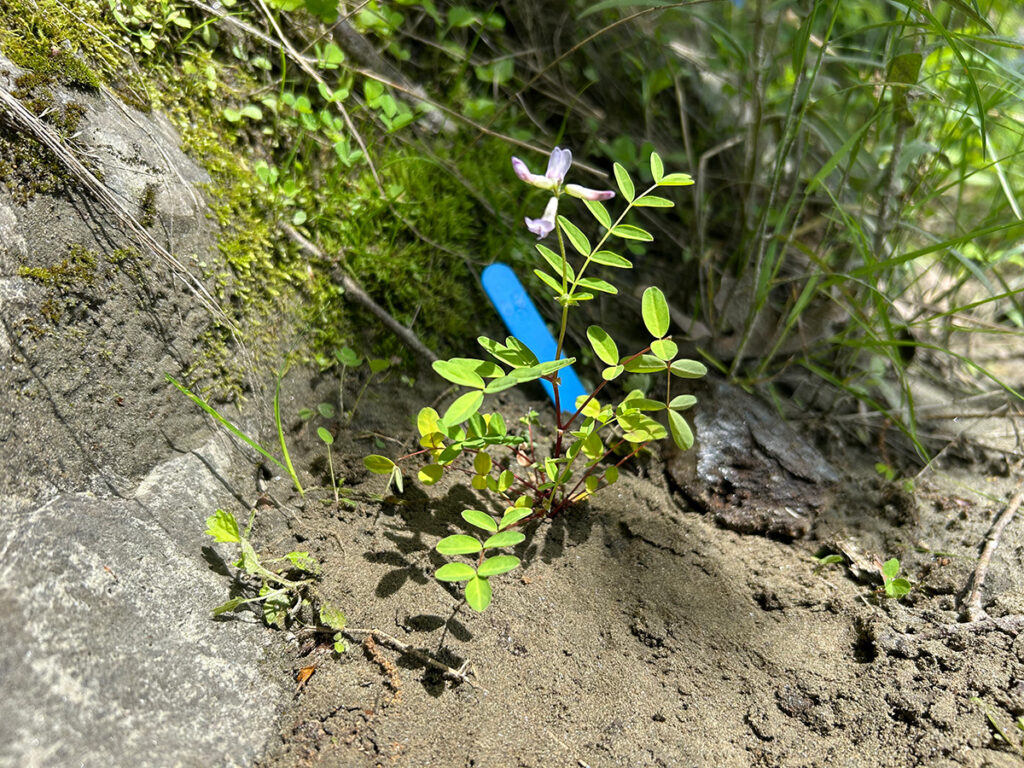 A seedling of Jesup's milk-vetch (Astragalus robbinsii var. jesupii) , grown in our native plant nursery at Nasami Farm in western Massachusetts, transplanted on site.