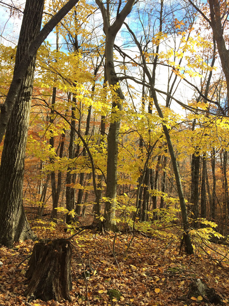 native forest in fall