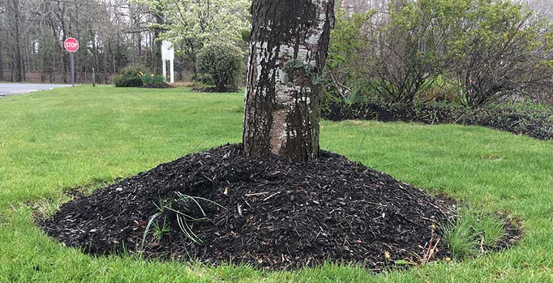 tree with a harmful "volcano" of mulch