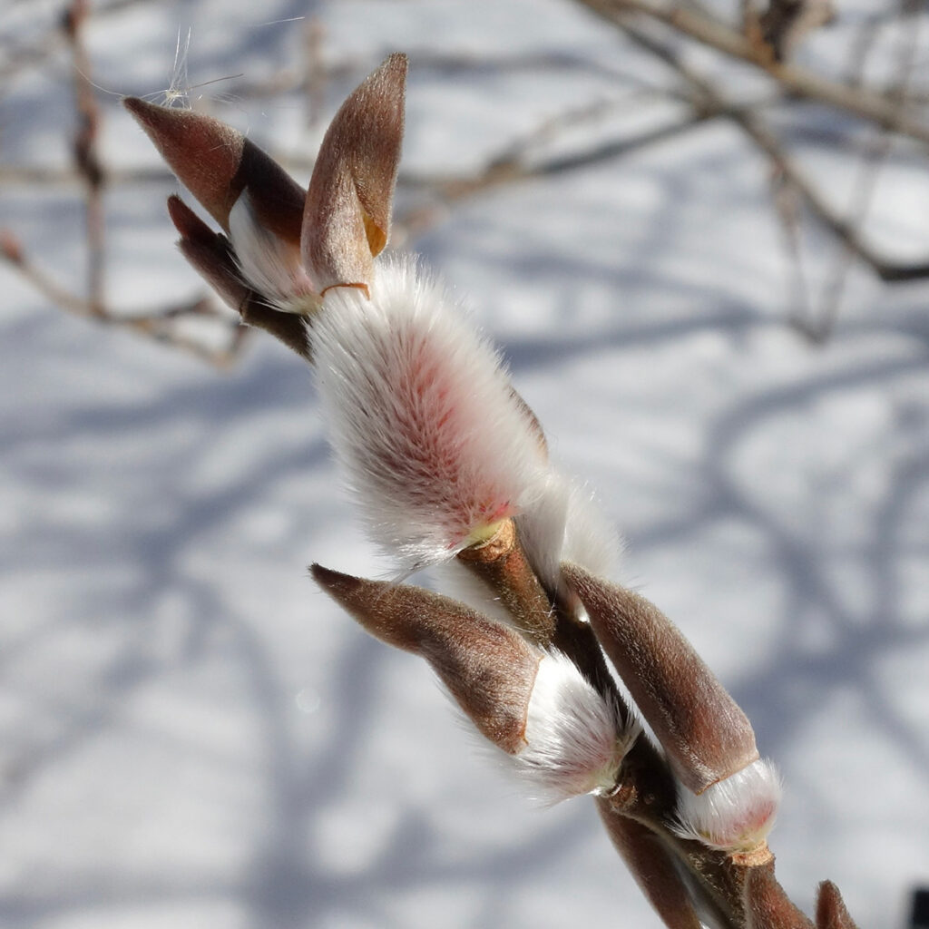 the buds of the rose gold pussy willow (Salix gracilistyla) are opening in anticipation of spring