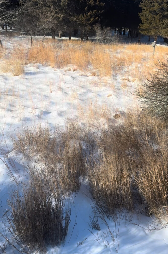 The winter meadow covered in snow with native grass tufts.