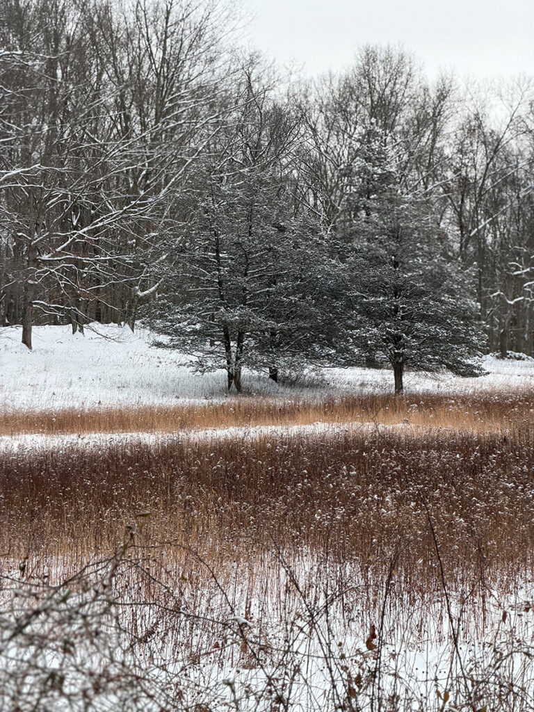 A winter meadow full of seedheads in the snow with snow covered trees in the background