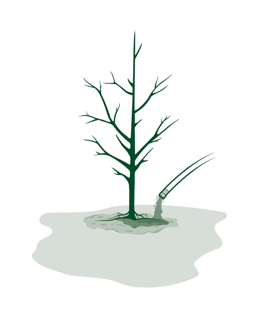 "how to plant a tree" illustration shows how to water after planting