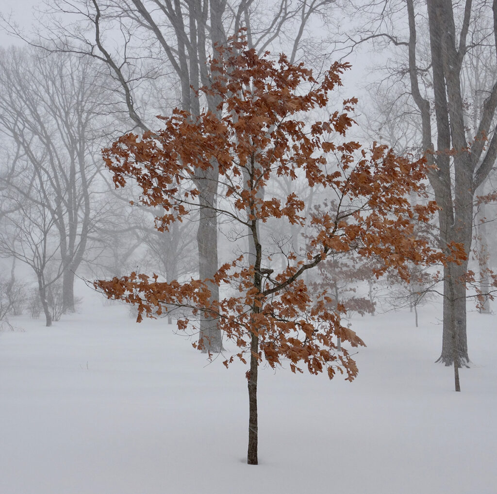 a young white oak tree (Quercus alba) with its leaves still attached in the snow