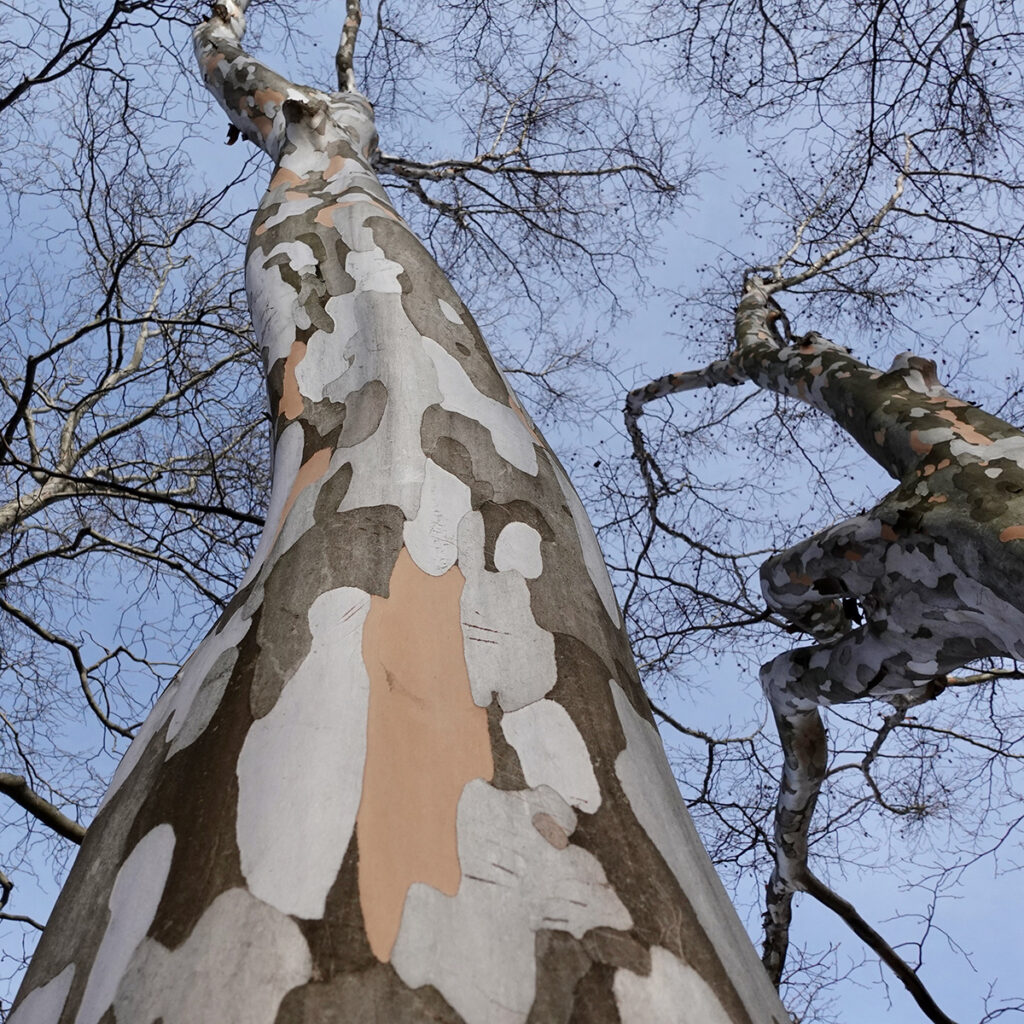 Mottled bark of Stewartia pseudocamellia trees
