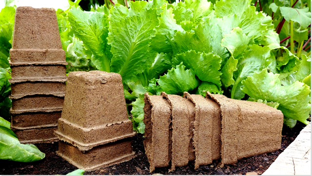 Biodegradable cow pots, made from cow manure, show with a head of lettuce growing in a garden.
