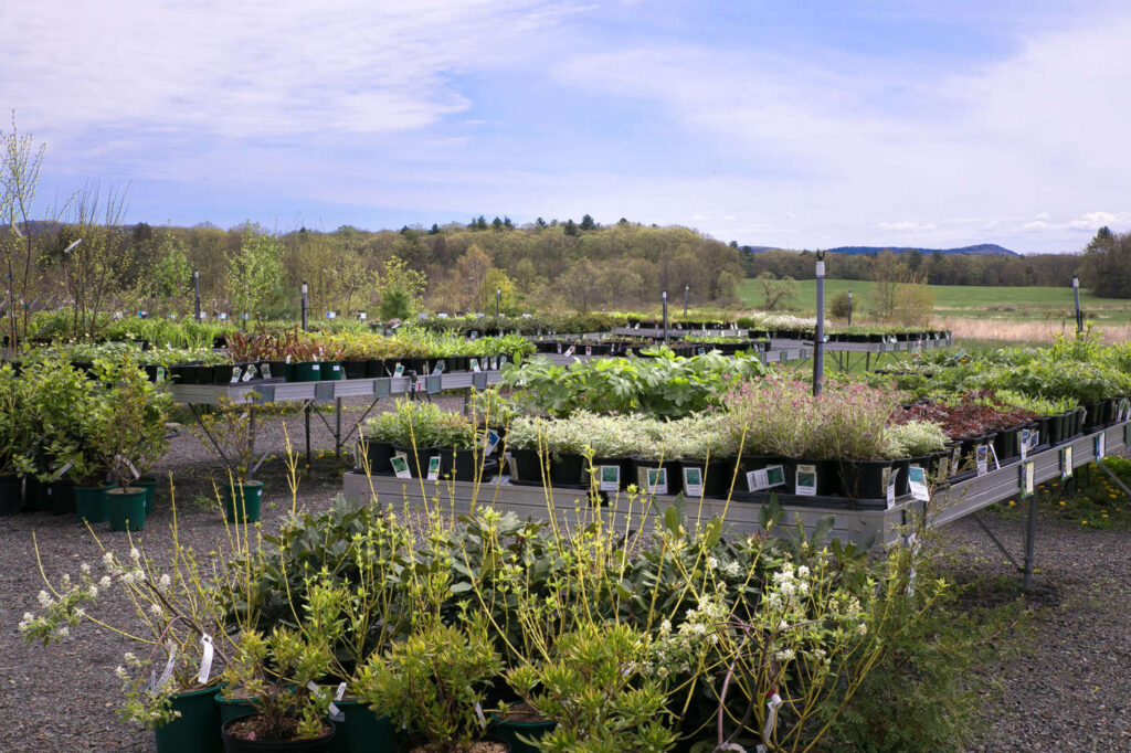 Nasami Farm Nursery photo by Justine Hand