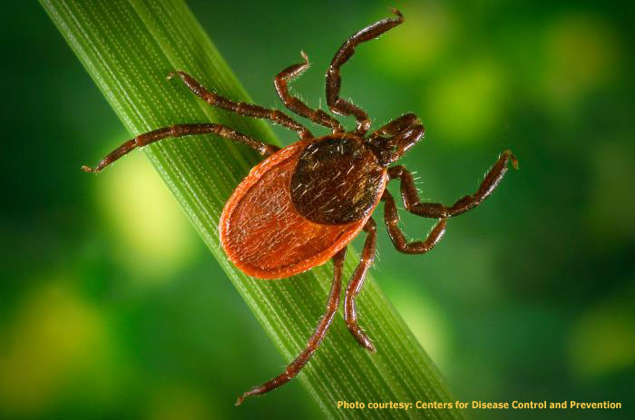black-legged tick on a green plant 