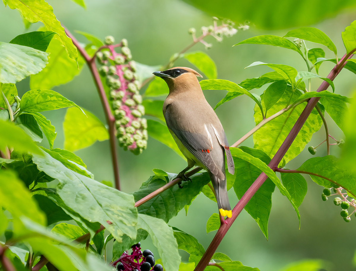 For the Birds: Ask the Expert with John Fitzpatrick