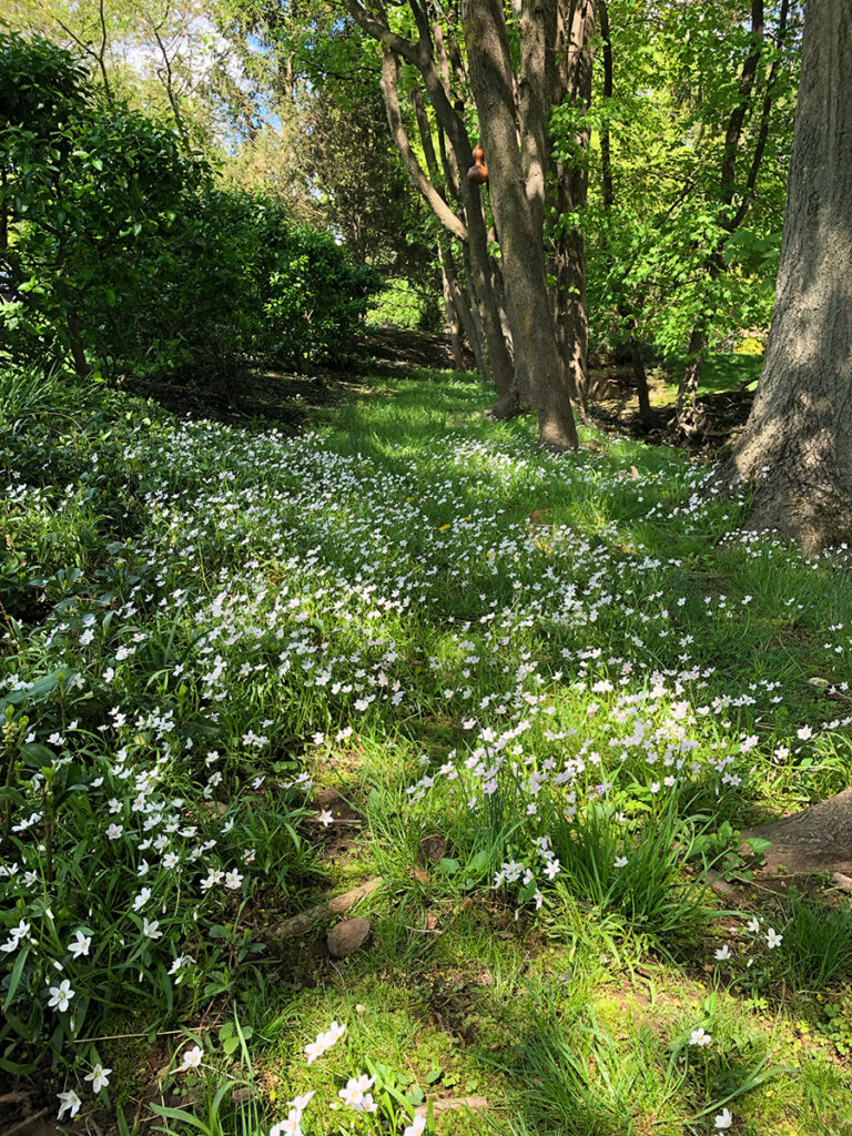 A lawn filled with native spring beauty flowers.