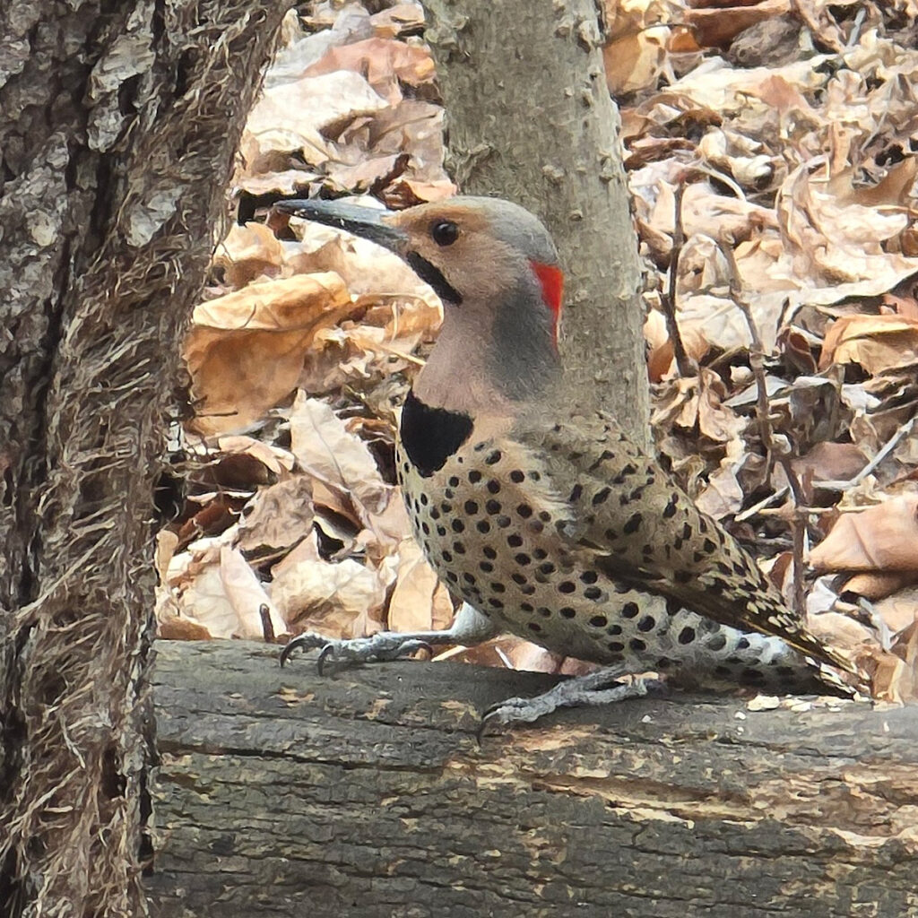 A Northern Flicker sits on top of a dead log.