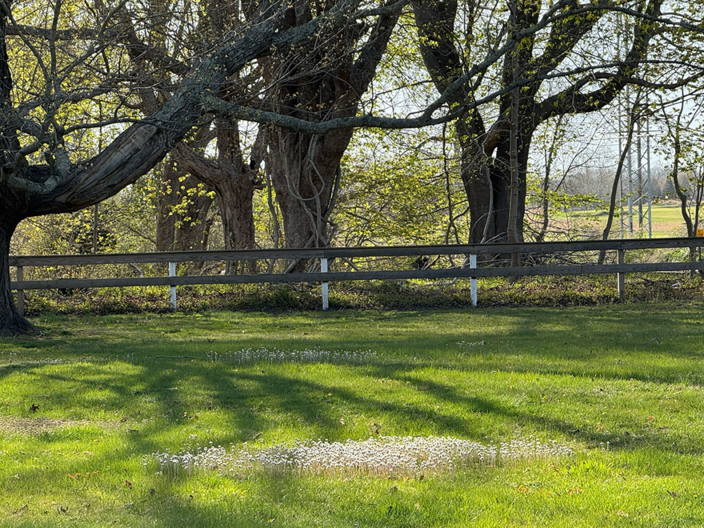 A green lawn filled with a patch of native pussytoe flowers.