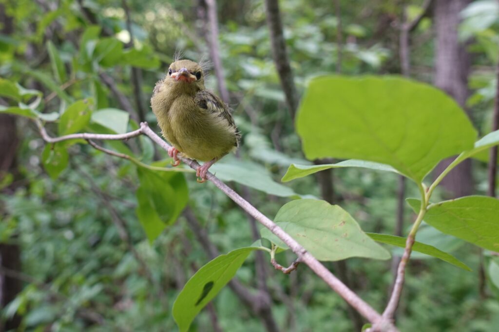An Immature Blue-Winged Warbler perched on a branch.