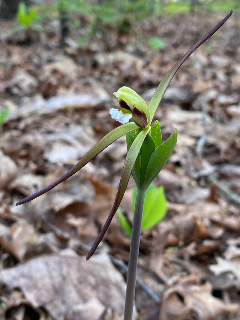 The Isotria verticillata orchid